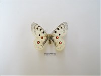 藏品(鳳蝶科)的圖片